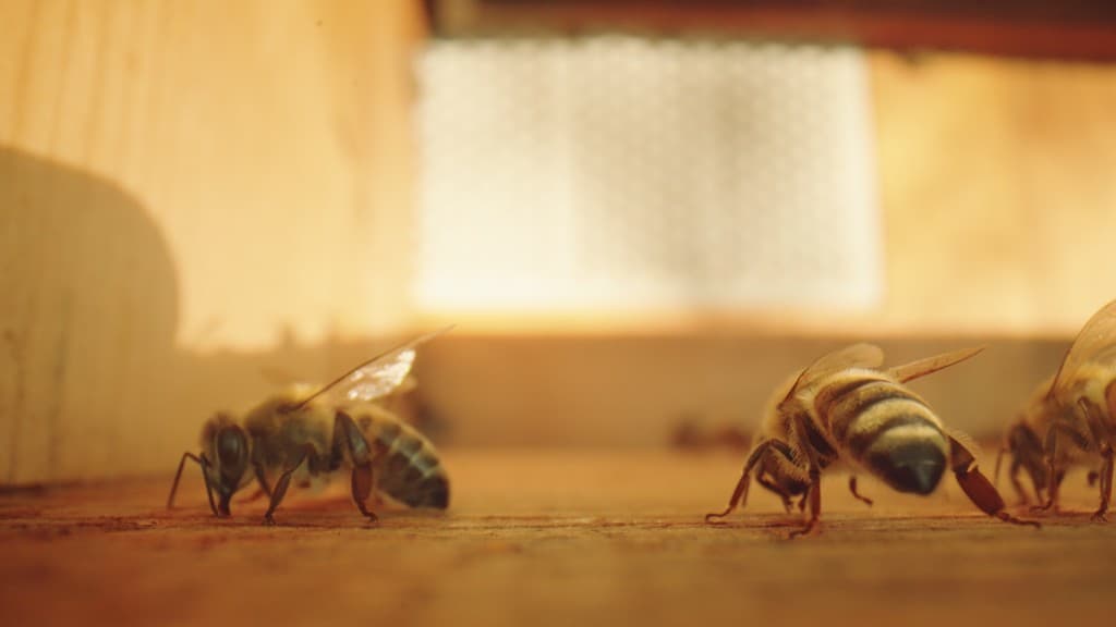 From Ashes Part I: Land of the Honey Bug film still 3