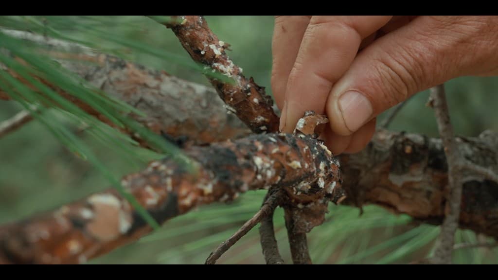 From Ashes Part I: Land of the Honey Bug film still 9