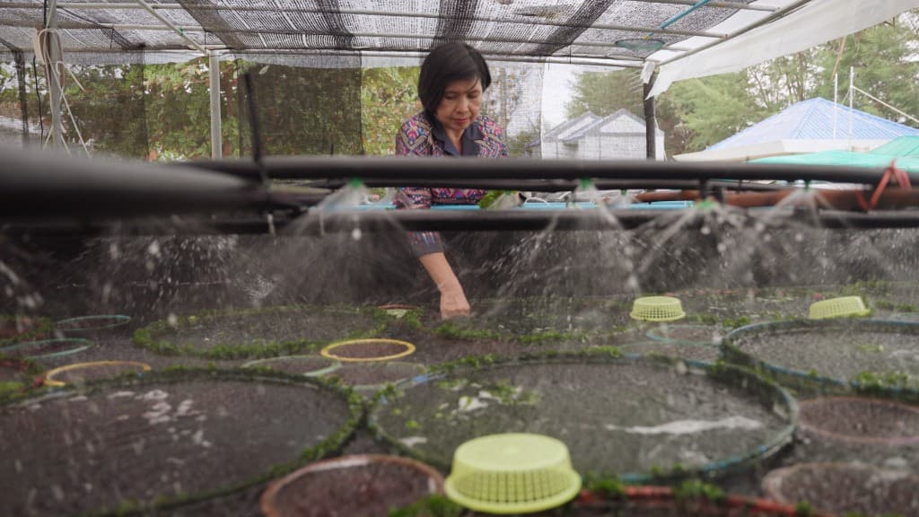 Worldview Seaweed film still 4